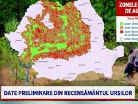 Recensamantul ursilor din Romania