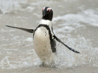 pinguin