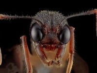 furnica