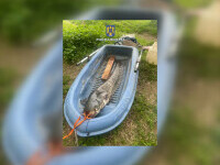 Un bărbat din Arad a primit o amendă uriașă după ce a prins un somn de 40 de kilograme pe râul Mureș