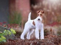Fox Terrier