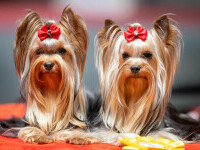 Yorkshire Terrier - tot ce trebuie să știi despre această rasă de câine și nevoile sale