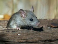 (P) Șoarecii și șobolanii revin primăvara: cum îi ții departe de casă și grădină