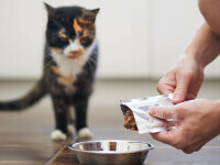 (P) Pisica nu mai mănâncă? Greșeli frecvente când schimbi hrana și cum le eviți