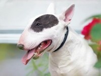 Bull Terrier