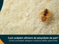 (P) Cum scăpăm eficient de ploșnițele de pat. Ghid complet despre insecticidele potrivite
