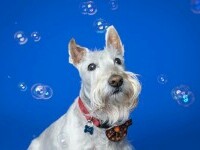 Scottish Terrier