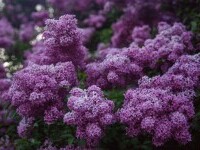 liliac