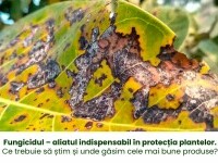 (P) Fungicidul – aliatul indispensabil în protecția plantelor. Ce trebuie să știm și unde găsim cele mai bune produse?