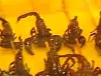 Olimpiadă culinară la Beijing: testicule de miel şi carne de scorpion