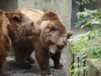Un tânăr german a ajuns la spital după ce a fost atacat de un urs în Bucegi