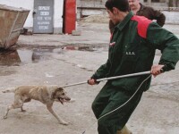 Cine în România rezolvă şi problema câinilor vagabonzi?