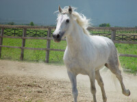 Attractive... horse