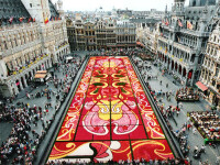 Un covor de 800.000 de begonii a fost aşternut în capitala Belgiei