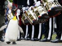Pinguinul Sir