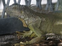 Iguana, unul din animalele exotice traficate
