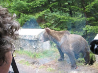 Amenzi usturatoare pentru turistii care dau de mancare ursilor