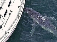 Sfarsit trist pentru puiul de balena care si-a confundat mama cu un iaht