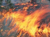 Incendiu de proportii in Gorj. Au ars doua hectare de vegetatie