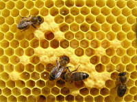 Si fabricile de miere pot fi finantate cu fonduri europene!
