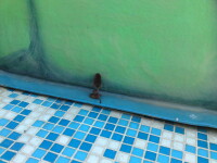 Soarecii fac baie cu copiii, intr-un strand din Bucuresti!