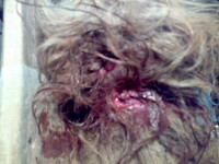 Practica-soc in Bistrita-Nasaud: caini rapiti si aruncati pitbullilor!