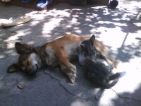 Din rivali, mama si... pui adoptiv! O catelusa alapteaza un pisoi. VIDEO