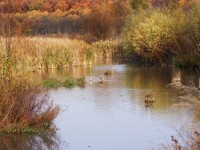 Parcul Natural Comana