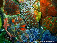 Hawaii fara corali! Temperaturile ridicate cauzeaza albirea recifelor