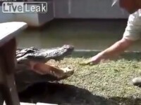 Nu te juca NICIODATA cu o reptila care te poate transforma in pranz. VIDEO