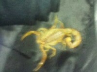 Scorpionul galben