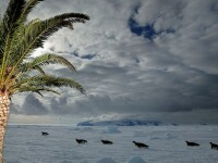 Istoria se va repeta. In Antarctica vor creste palmieri, asa cum se intampla in urma cu 50 mil. ani