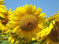 Vestile bune ale unei super-recolte la floarea soarelui. Pretul uleiului ar putea scadea si cu 20%