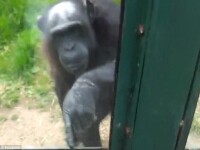 Cum a incercat un cimpanzeu sa scape de la Gradina Zoologica din Manchester. Acum e viral pe net