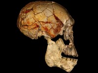 craniu om preistoric