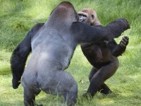 gorile se imbratiseaza