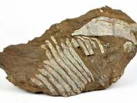 Craniu fosilizat