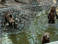ursi, zoo Timisoara