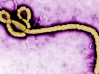 vaccin Ebola