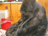 Gorila Koko