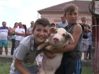 Zeci de copii au luat parte la un concurs de prins purcei, la Pecica, in judetul Arad