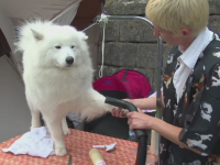 Concurs canin in Alba Iulia. Cati bani investesc stapanii in animalele de companie medaliate