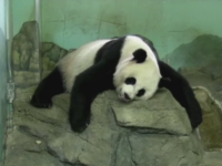 O femela panda de la ZOO din Washington a nascut doi pui. Momentul a fost transmis in direct pe internet