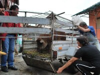 Fermierii clujeni, incurajati sa revina la cresterea raselor „rustice” de animale domestice