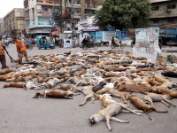 Tablou macabru intr-un oras pakistanez. Autoritatile au otravit peste 700 de caini maidanezi si i-au lasat pe strada. FOTO