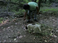 Comorile ascunse descoperite de un bulgar in padure, la o plimbare cu cainii lui. A facut din asta o afacere profitabila