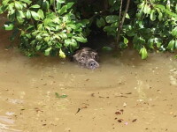 Caine la inundatiile din Louisiana