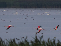Flamingo in Romania - Florin Stavarache