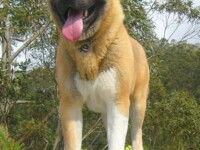 akita