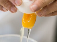 testare oua contaminate cu Fipronil